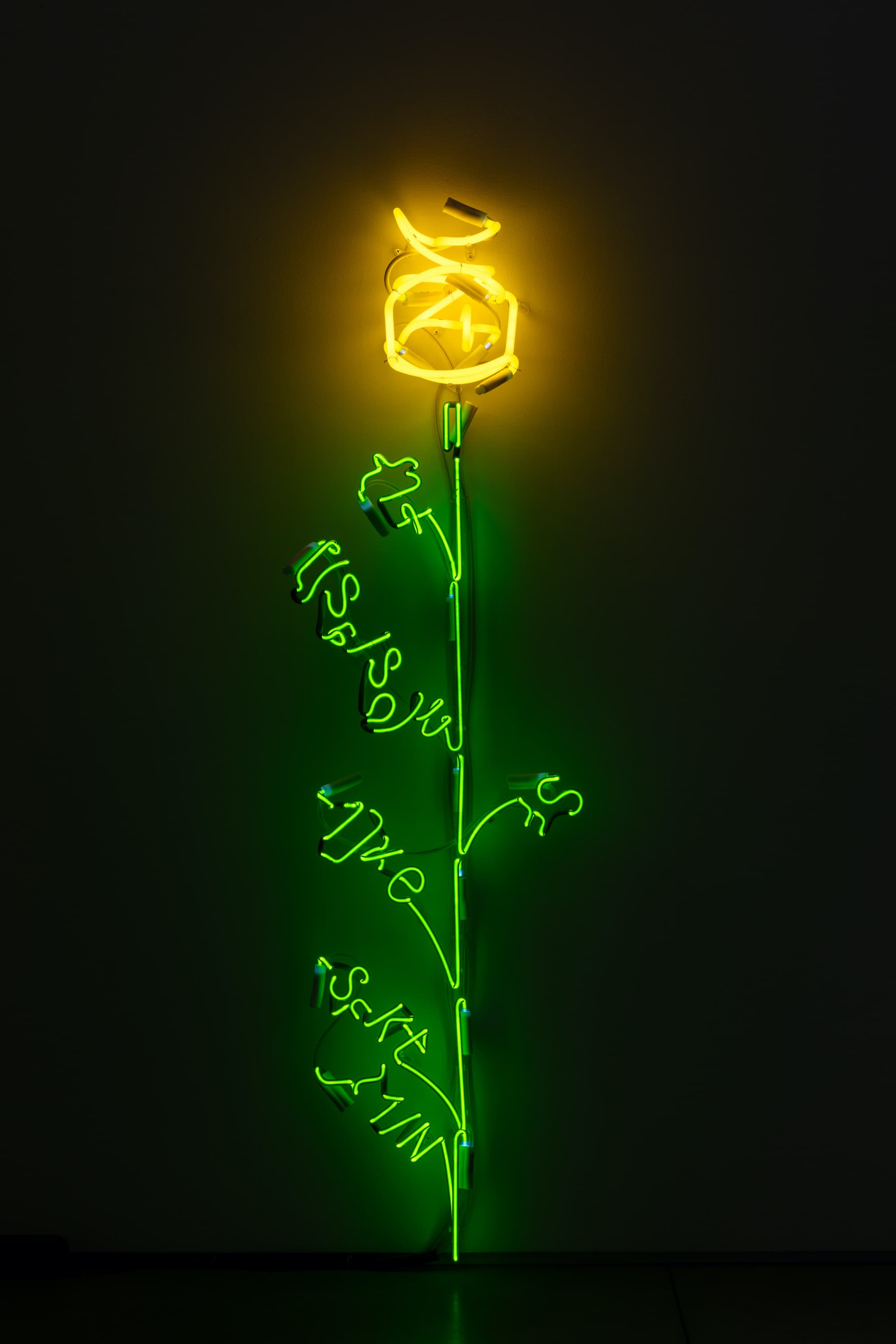 A Model for Chrysanthemum Stem Elongation where y is 52”, 2023, neon, transformers, wire, 52” L x 16” W x 11” D