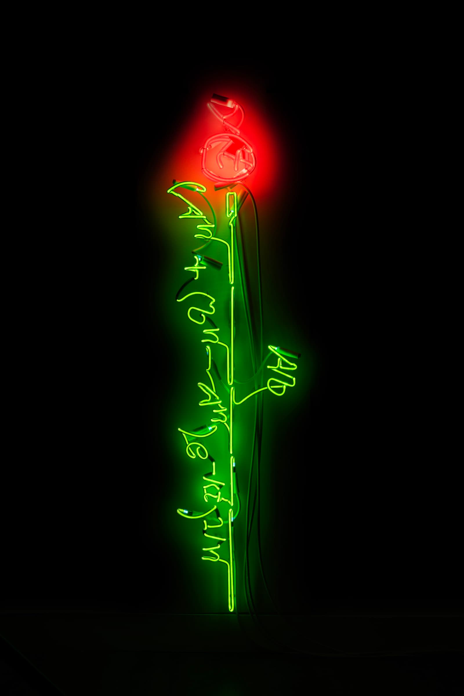 Jill Magid, A Model for Cut Rose Stem Elongation where y is 48″