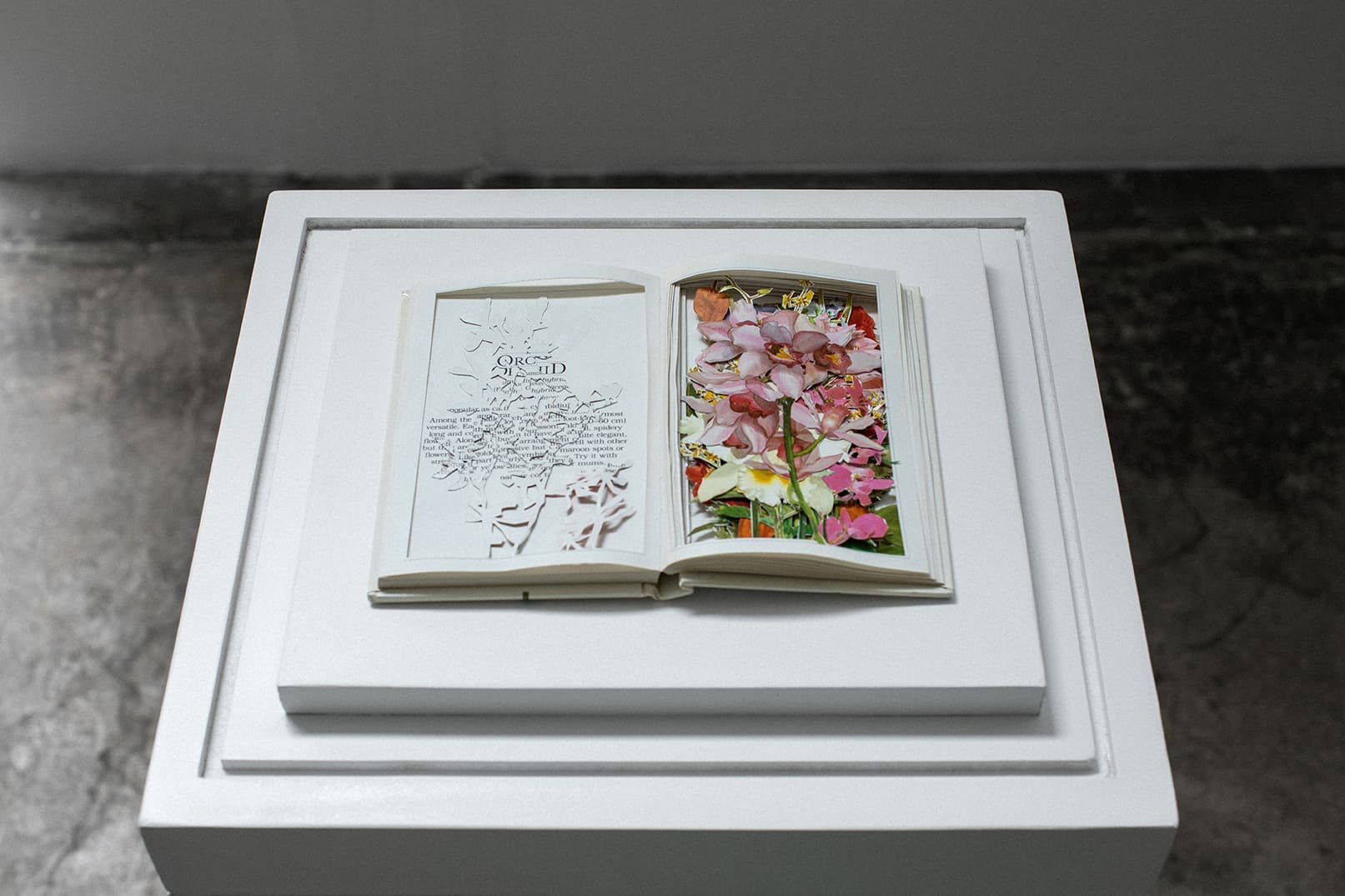 Jill Magid, Suggested Arrangements: Orchid (Cymbidium), 2022