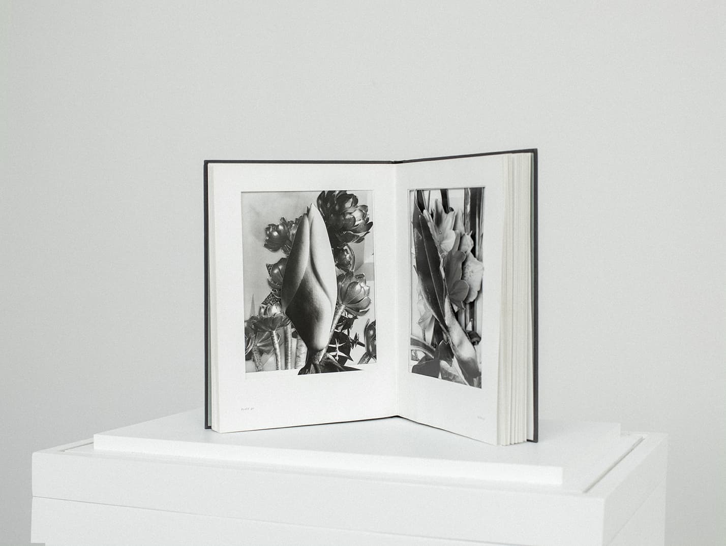 Jill Magid, Magnolia Bud, 2022